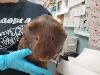 Rescue Guinea Pig Guinea Pigs for Adoption in Maumee, Ohio - Muffin | PetCurious